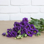 5 stems of lisianthus (about 35 flowers)<br>height : 50-55 cm 