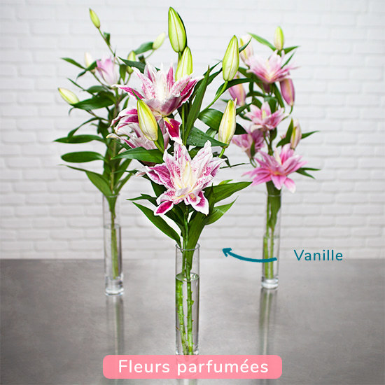  Scented lilies