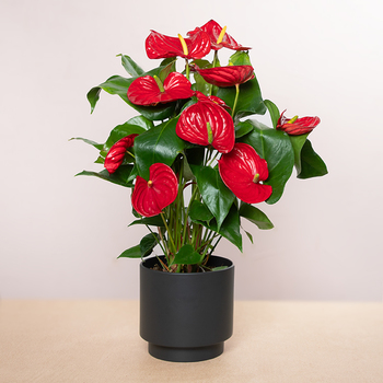Anthurium Flamingo rouge