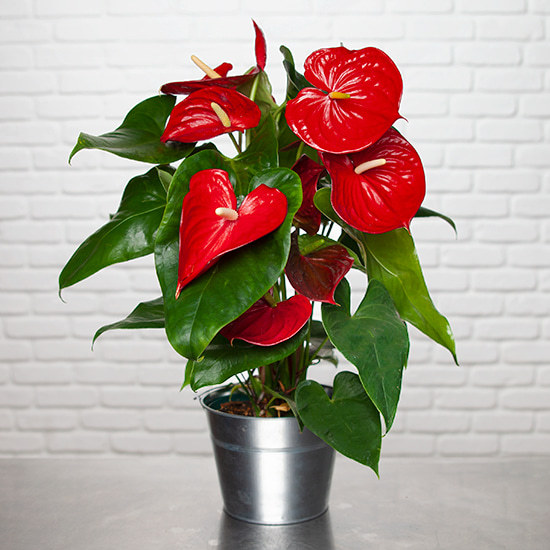 Magnifique Anthurium Flamingo rouge - Livraison fleurs