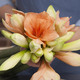 Somptueuses Amaryllis + 20 Jonquilles 2