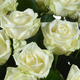 Magnificent white roses 2