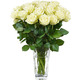 Magnifiques roses blanches