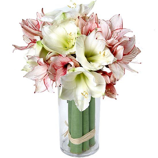 Send these red and white amaryllis