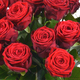 Majestueuses Roses Rouges 2