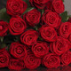 Majestueuses Roses Rouges