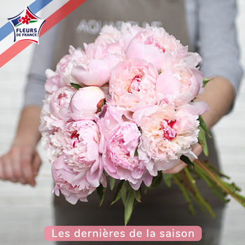 Pivoines 'Fleur de Pêcher'