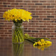 Marvellous roses + 30 daffodils 3