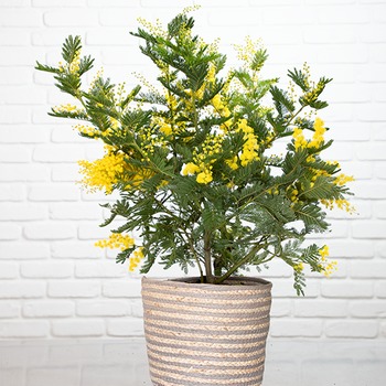 Mimosa en pot avec cache-pot en osier Plante de saison lumineuse