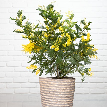Mimosa en pot avec cache-pot en osier Plante de saison lumineuse