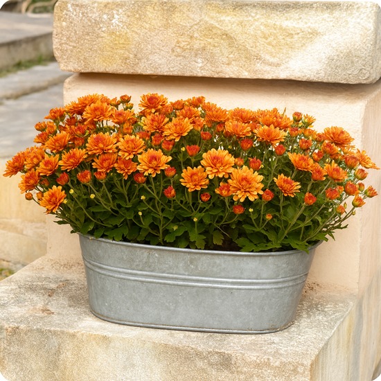 Coupe de chrysanthèmes pour la Toussaint