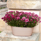 Coupe de chrysanthèmes pour la Toussaint - Livraison de fleurs 2