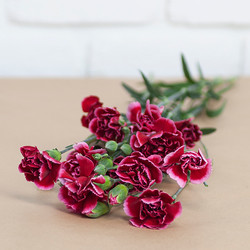 5 stems of mini-dianthus<br>height : 45-50 cm