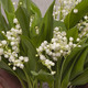 Lily-of-the-Valley in a Blue Vase 2