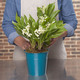 Lily-of-the-Valley in a Blue Vase