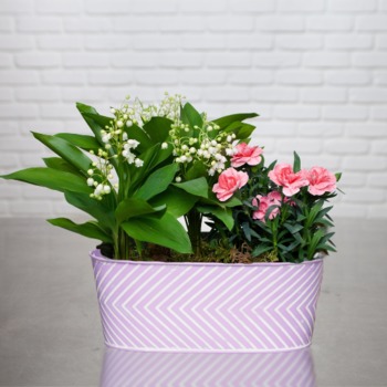 Jardinière muguets et œillet