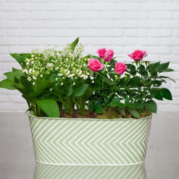 Muguet des bois et mini rosier