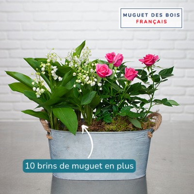 Muguet des bois et mini rosier