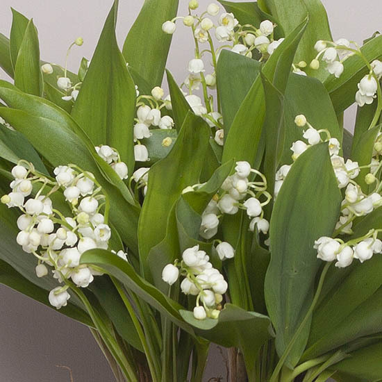 Lily-of-the-valley and taupe vase 2