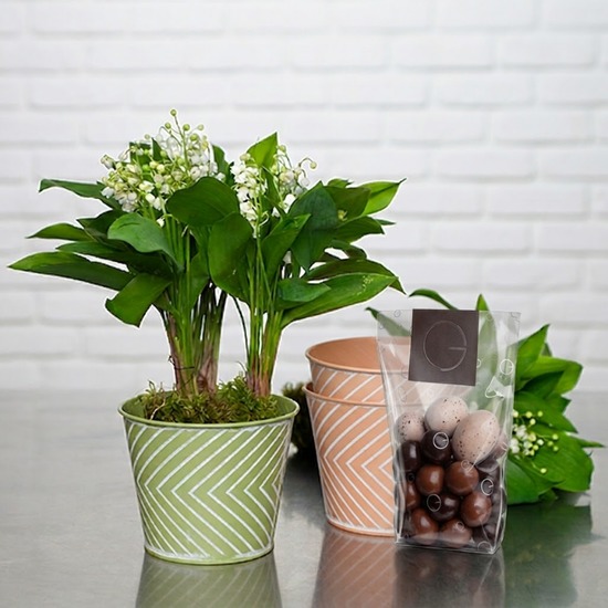 Colorful lily of the valley