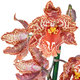 Stribic Red Orchid 2