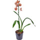 Stribic Red Orchid