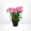 Potted carnation 