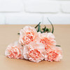 5 stems of peach dianthus <br>height : 45-50 cm