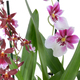 Le jardin d'orchidées parfumées 2
