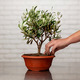 Potted olive tree