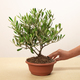 Potted olive tree