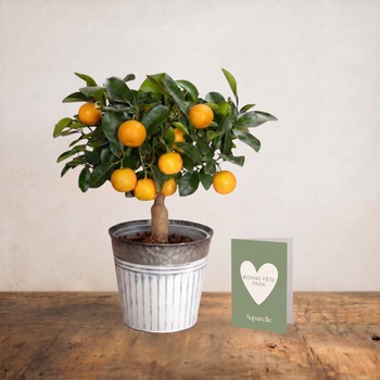 Calamondin Orange Tree