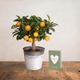 Oranger Calamondin