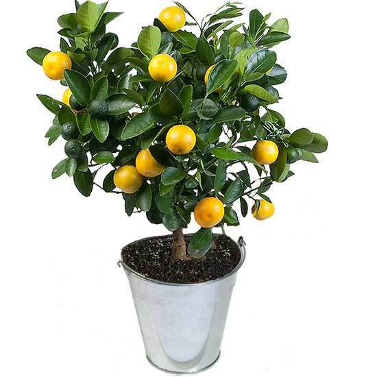 oranger calamondin en pot aquarelle 550x550 26298