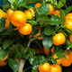 Oranger Calamondin 2
