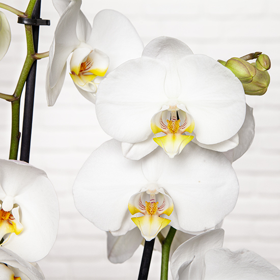 Phalaenopsis blanc et son cache pot personnalisé Joyeux anniversaire 3