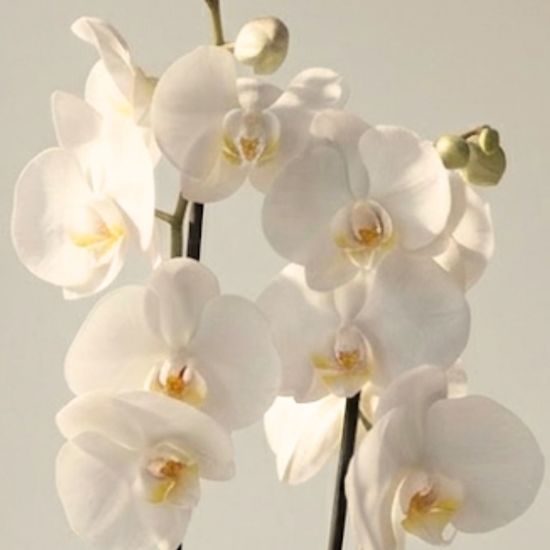 Phalaenopsis blanc et son cache pot personnalisé Joyeux anniversaire 3