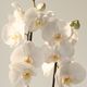 Phalaenopsis blanc et son cache pot personnalisé Joyeux anniversaire 3