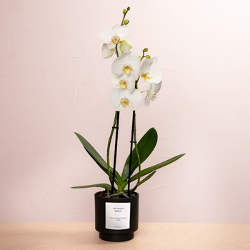 Orchidée blanche personnalisée