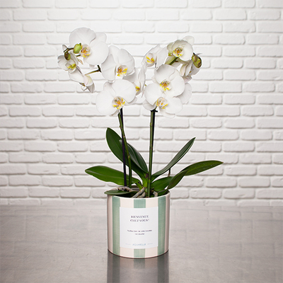 Orchidée blanche personnalisée