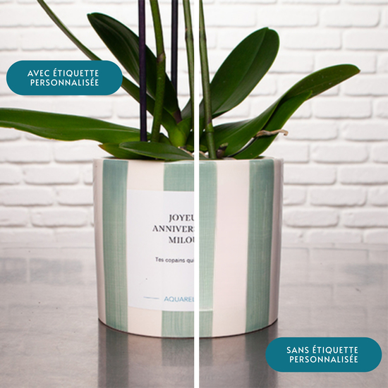 Orchidée blanche personnalisée 3