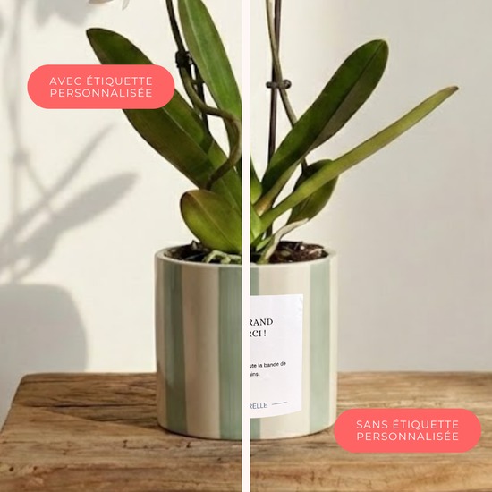 Orchidée blanche personnalisée 3