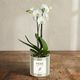 Personalized White Orchid 2