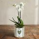 Personalized White Orchid