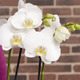 Orchidée blanche personnalisée 2