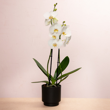 White phalaenopsis