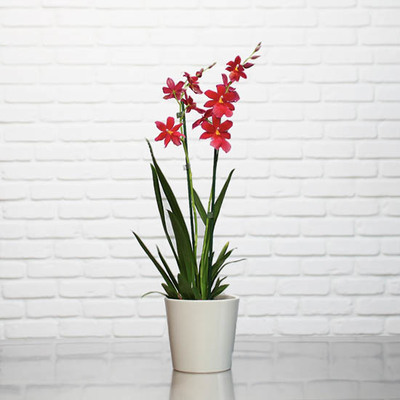 Orchidée Nelly Isler