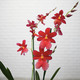 Nelly Isler Cambria orchid 2