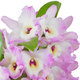 Momoko Dendrobium Orchid 2