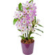 Orchidée Dendrobium Momoko